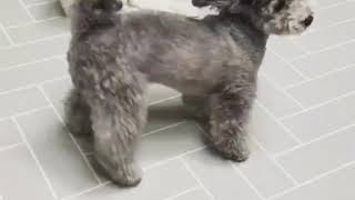 Taeyeons Dog Zero Ig Video 1.3.21 Zero.taeyeon