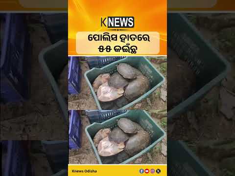 କଇଁଛ ଚାଲାଣ ରାକେଟ୍‌ ଉପରେ ବଡ଼ ଆକ୍ସନ୍: ଆନ୍ଧ୍ରପ୍ରଦେଶରୁ ଓଡ଼ିଶା ଆସୁଥିବା ୫୫ ଜୀବନ୍ତ କଇଁଛ ଜବତ, ୪ ଗିରଫ