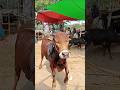 #ytshorts #cow #hate #goru #bull #গরু #গরুর_হাট #গরুর #cowunloading #cows #cowvideos #গরু #হাট #caw