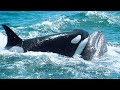 ¡Estas Orcas atacaron a una Enorme Ballena Gris! Tras unas cuantas horas todo acabó...