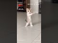 What AY MI GATITO MIAU MIAU FUNK Aymigatito Miaumiau Cat What AY MI GATITO MIAU MIAU FUNK Aymigatito Miaumiau Cat