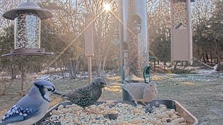 Nine Species Visit Gettysburg Feeders In Less Than Two Minutes!