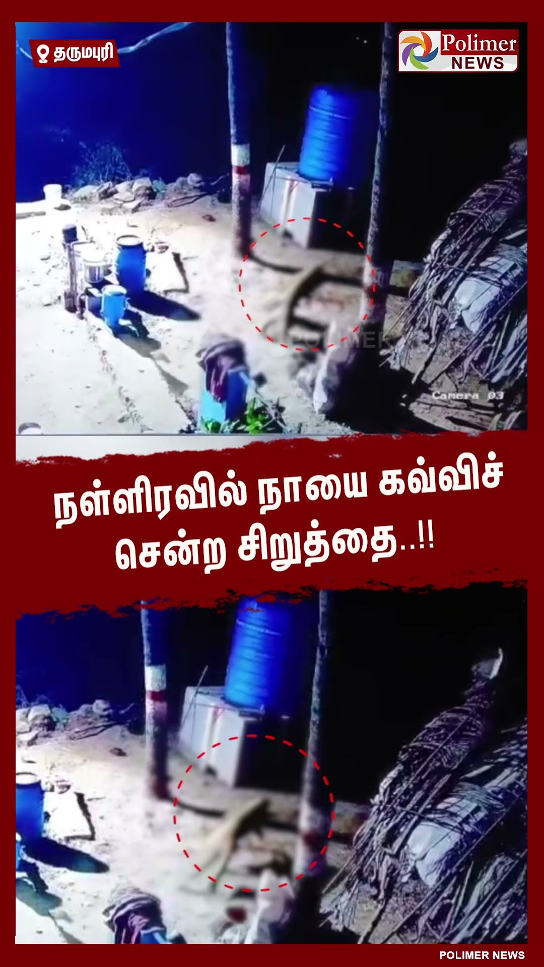 நள்ளிரவில் நாயை கவ்விச் சென்ற சிறுத்தை..!!  #shorts