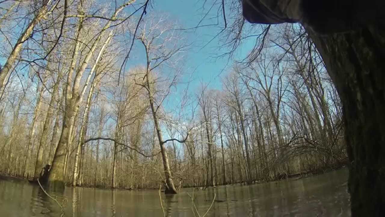 Arkansas Flooded Timber Duck Hunting Dave Donaldson WMA HD YouTube