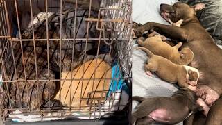 Dogs are being illegally bred, sold, and abused on Skid Row while shelters are overflowing!