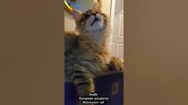 Watch the video about Do you Love Kittens & Cats #mainecoon #vlog #kitten #cat #trending #shortsfeed #youtubeshorts #fyp