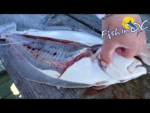 Flounder Fluke Filleting with Scott Lenox of Fish in OC