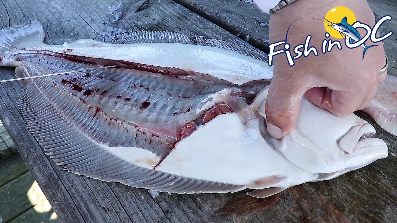 Flounder Fluke Filleting with Scott Lenox of Fish in OC