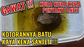 Ambon Turtle is in Emergency! Its droppings look like stones.