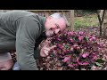 All About Hellebores - Lenton Roses, Winter Roses, Christmas Roses