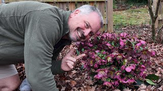 All About Hellebores  Lenton Roses, Winter Roses, Christmas Roses