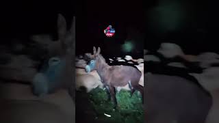 Ayı Ile Köpek Boğuşu Çobanın Kamerasına Yansıdı