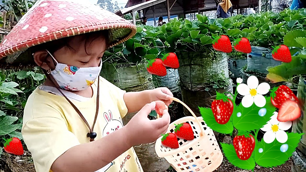 Anak Kecil Lucu Panen Stroberi Banyak Petik Stroberi Besar Petik