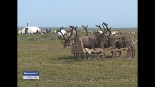 ЕСТЬ ТАКАЯ ПРОФЕССИЯ - ОЛЕНЕВОД