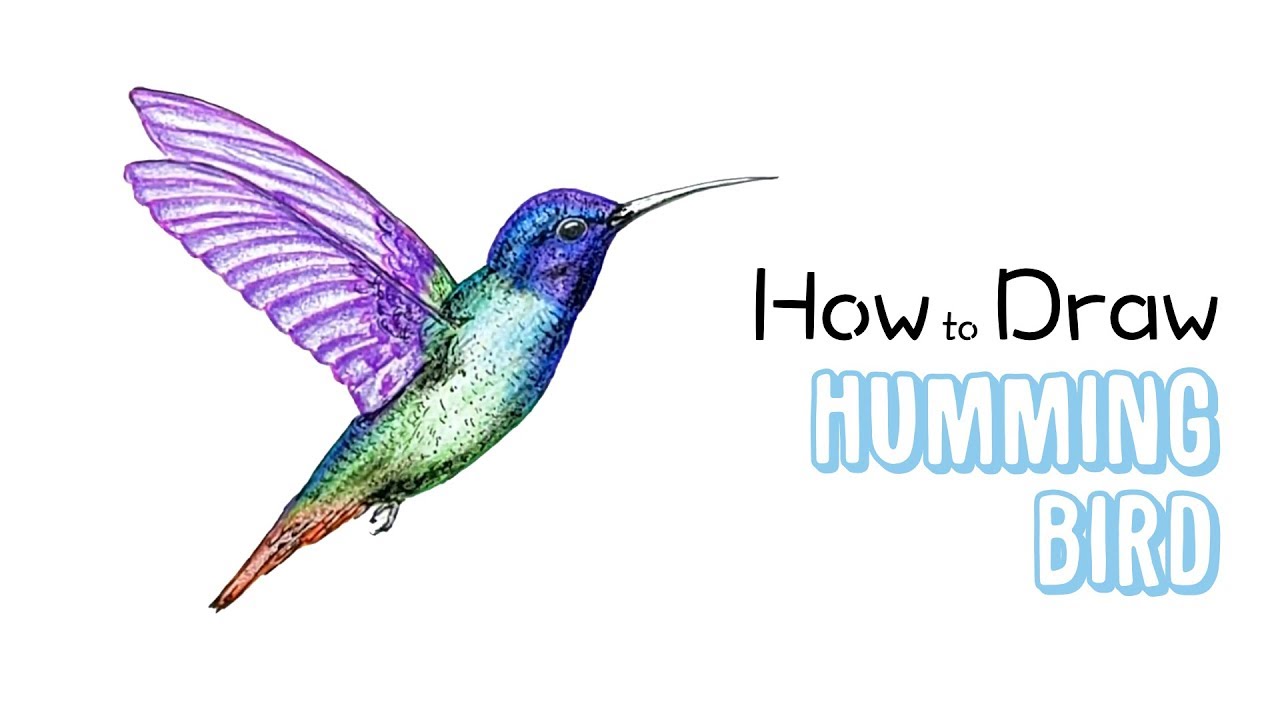 How to Draw Hummingbird - YouTube