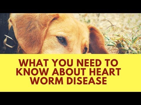 Vídeo: Tratamento Heartworm para cães: o que você precisa saber