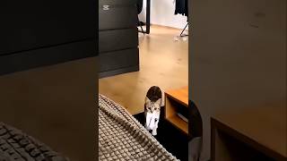 Cat your so great #shorts #cat #funny #comedy