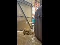 Yes, that is poop.....