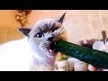 Cat vs cucumber - funny cats compilation