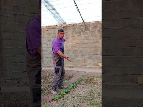 نیازی به دروغ گفتن نیست