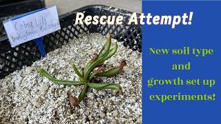 Cobra Lily Rescue Attempt!