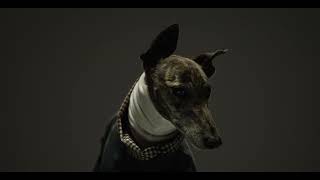 GAPNSW Winter Adoption Day 2023 6s by Greyhounds As Pets 35 views 8 months ago 7 seconds