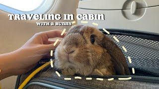 Traveling with rabbit in cabin | Dallas to Warsaw with Finnair #travel #pets