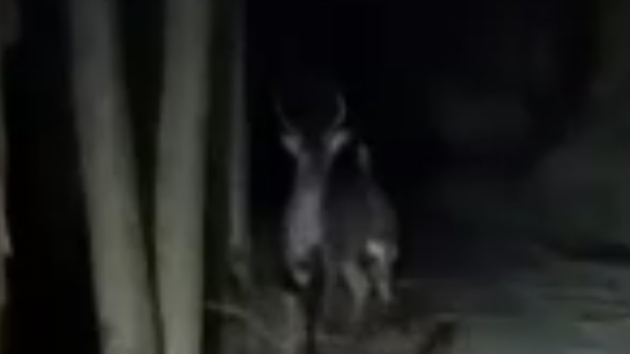 癒し動画 うさぎ You don't have to panic! Wild deer from 4 minutes and 40 seconds