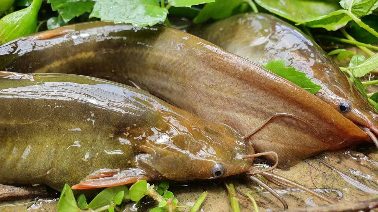 Fishing in Rainy Season Catching Climbing Perch Fish & Catfish by Hand in Rain YouTube