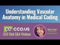 Understanding vascular anatomy in medical coding