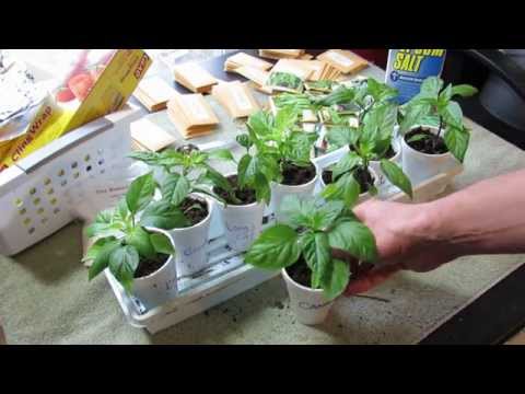 Pruning Pepper Transplants:  Greater Yields, Stockier Plant, More Side-Shoots & No Flowers 