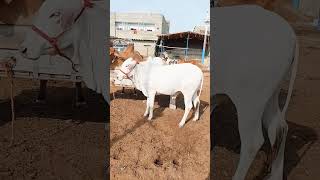 malir mandi karachi cattle rates update | cow mandi 2024| shortvideo cowvideosco