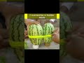 2 watermelon vs rubber band experiments crazy xyz mrindianhacker shorts