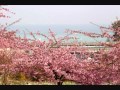 小春日和/椿屋四重奏 をマンドリン編曲してみた