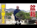 できる!盆栽の植え替え(後半)【盆栽・初心者講座】