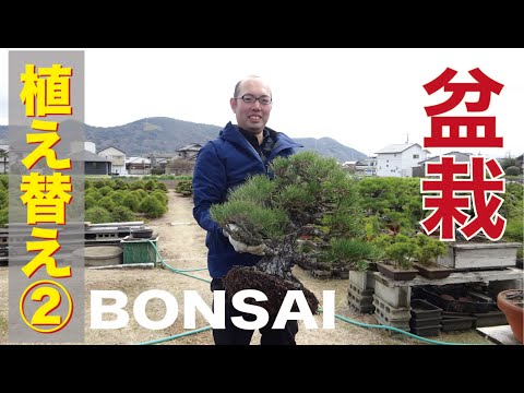 it can! Replanting bonsai (second half) [Bonsai, beginner course