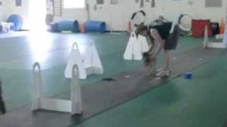 Vantage's First Flyball Practice