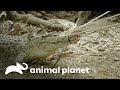 Maniobra extrema: atrapando a un cocodrilo | Los Irwin | Animal Planet