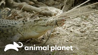 Maniobra extrema: atrapando a un cocodrilo | Los Irwin | Animal Planet