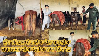 31 January 2026 ਫੋਨ 98725-72017 👈 9-10 ਝੋਟੀਆ ਵਿਕਾਊ ਸੁੱਖ ਗੱਗੜਭਾਣੇ ਵਾਲੇਆ ਕੋਲ ਬਾਹਲੀਆ ਜਬਰਦਸਤ ਦੀਆ ਝੋਟੀਆ 