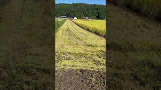 ヤンマーYH 470稲刈り