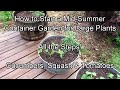 How to Start A Mid-Summer Container Garden for Cucumbers, Squash & Tomatoes: All the  Steps!