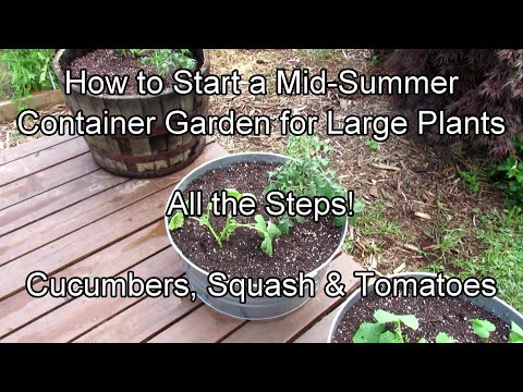 Video: Heatmaster pomidor nima - Heatmaster pomidor haqida ma'lumot