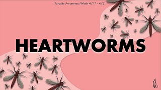 HEARTWORMS | Parasite Awareness Week