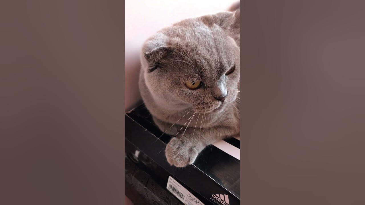 Кошка злится - YouTube