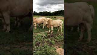 Cattle Range Listing# 011C955-201