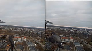 Koszalin 29 12 2025 2 Najpierw Ptyś, Wołał Nilę, Poleciał, Potem Nila Z Wizytą W Budce