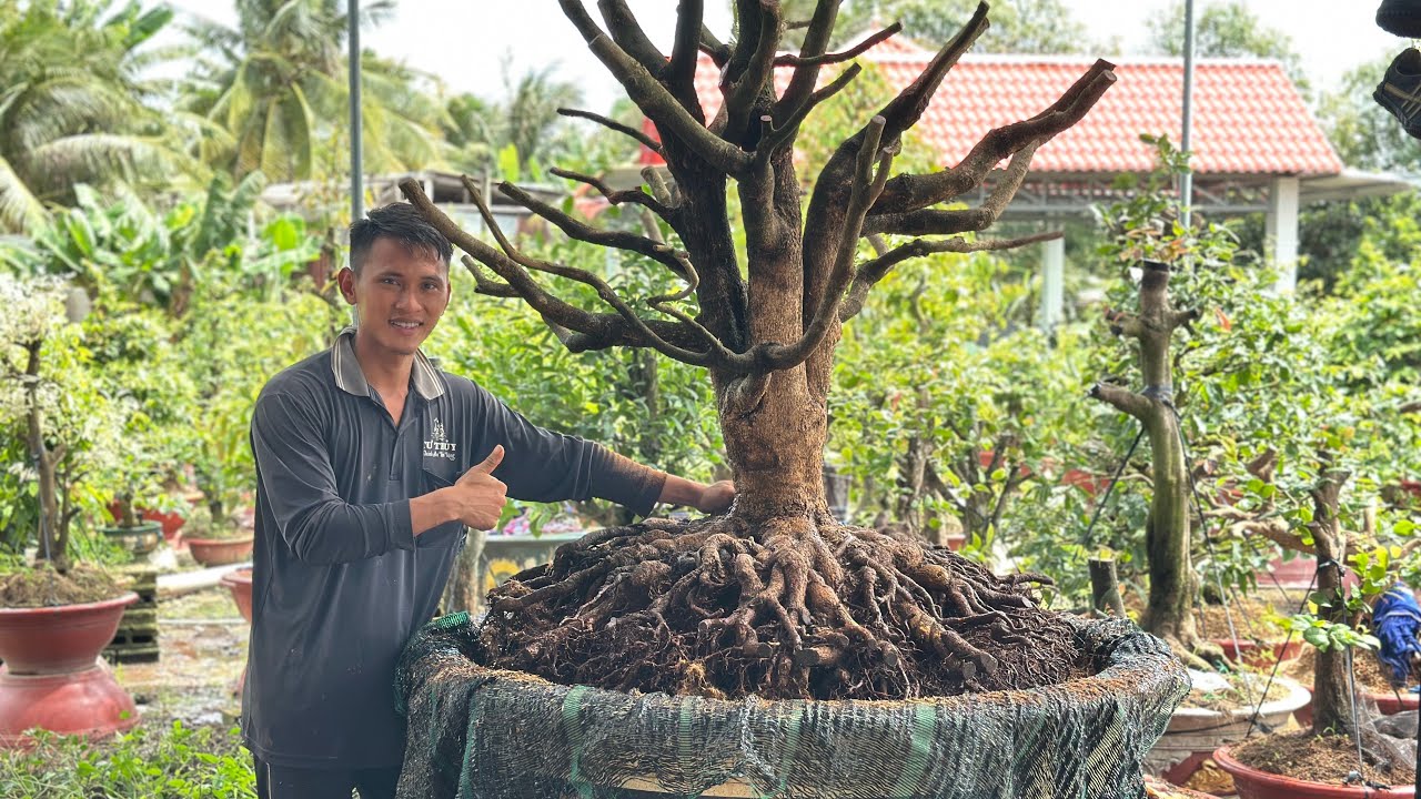 Xử lí bầu đất vô chậu cây mai vàng đế khủng của vườn mai hiếu nguyễn