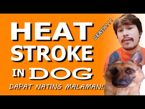 Video: Heat Stroke Sa Mga Kabayo
