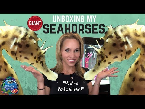 Видео: Противоусталостная активность смеси гидролизата морского конька (Hippocampus Abdominalis) и красного женьшеня